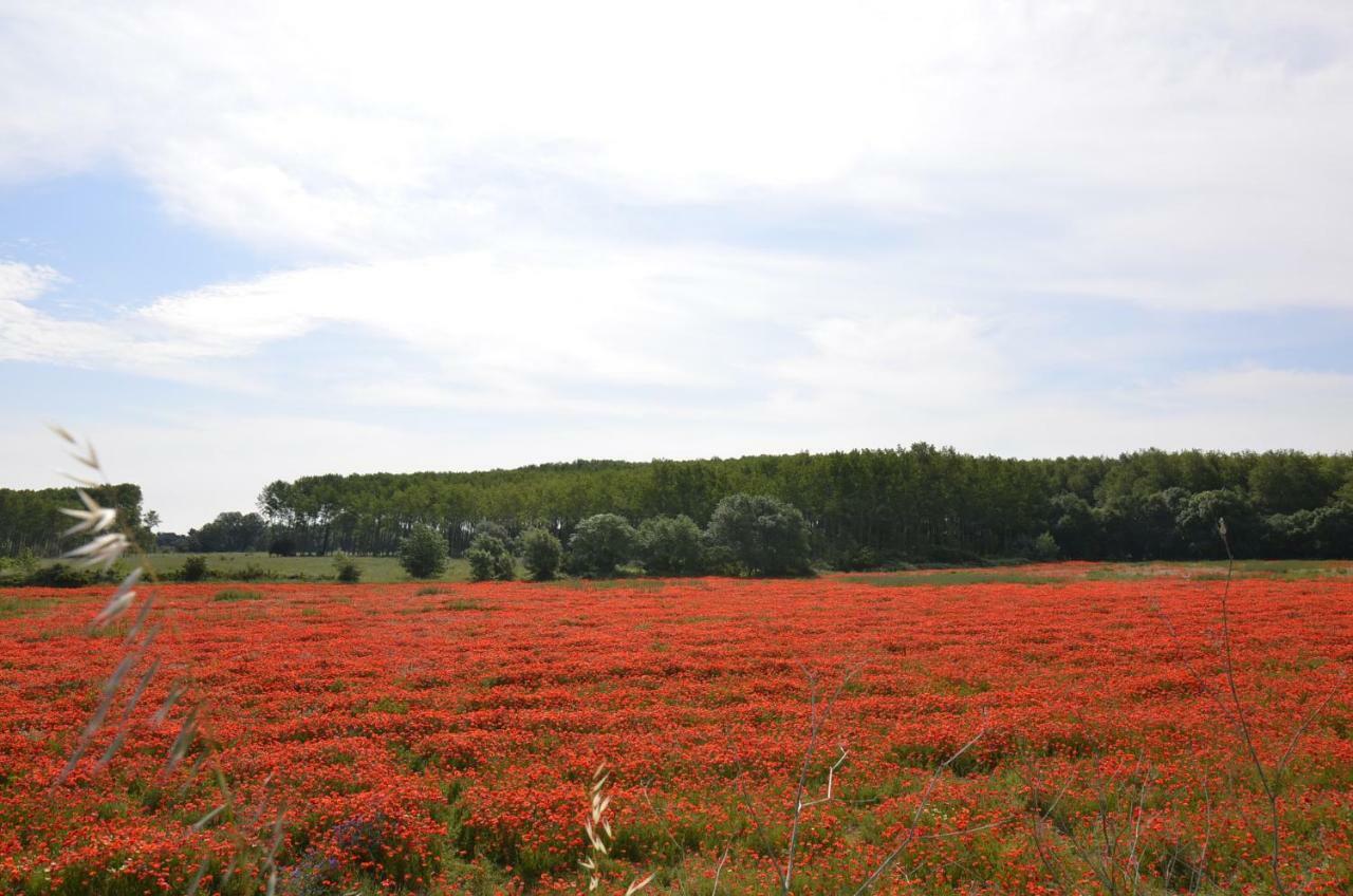 Vila La Petite Cigale Cesseras Exteriér fotografie